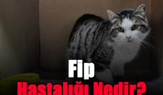 fip-hastaligi-nedir