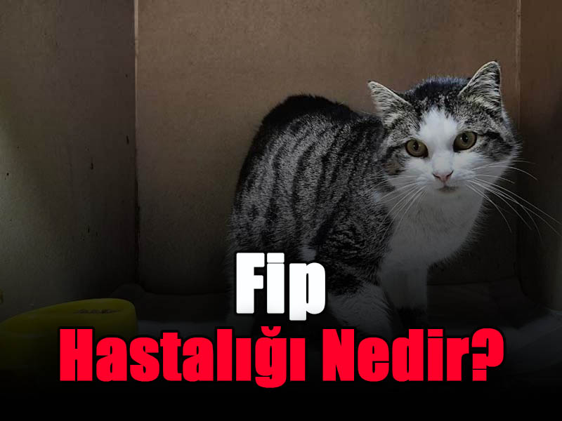 Fip Hastalığı Nedir?