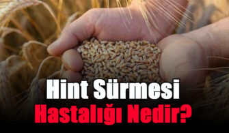 hint-surmesi-hastaligi-nedir