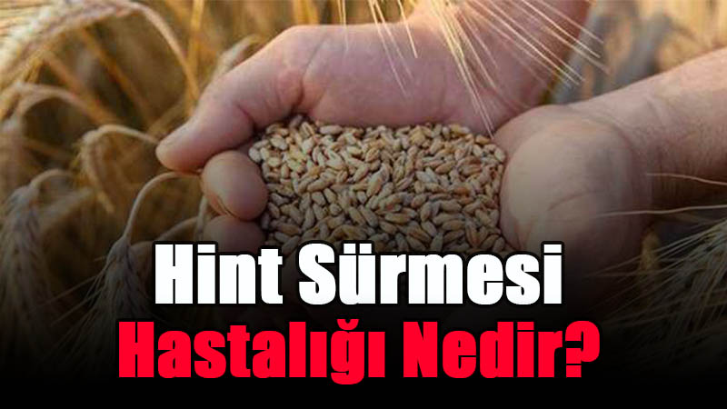 Hint Sürmesi Hastalığı Nedir?