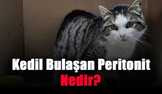 Kedil Bulaşan Peritonit Nedir?