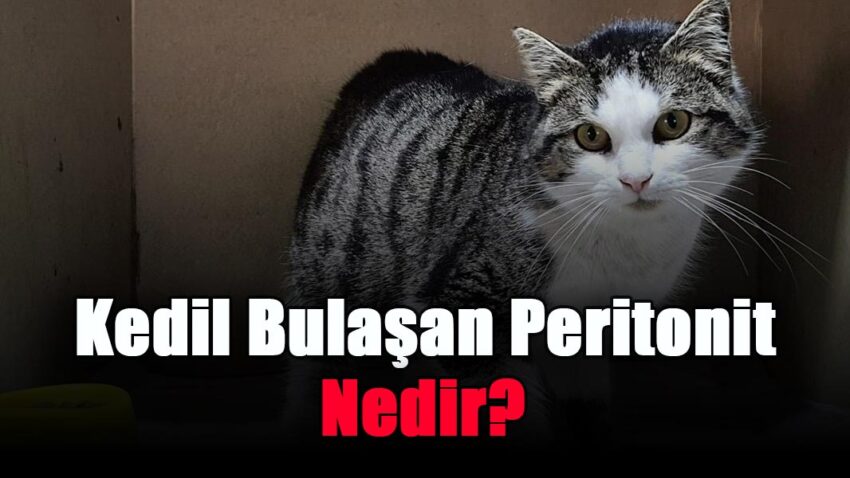 Kedil Bulaşan Peritonit Nedir?