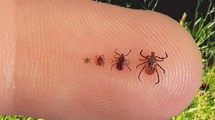 Lyme Hastalığı Neden Olur?