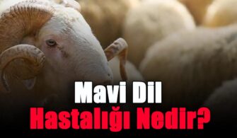 Mavi Dil Hastalığı Nedir?