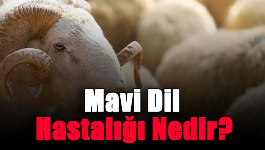 Mavi Dil Hastalığı Nedir?